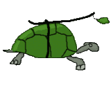 thumbs/animation_tortue_seule_16c.png